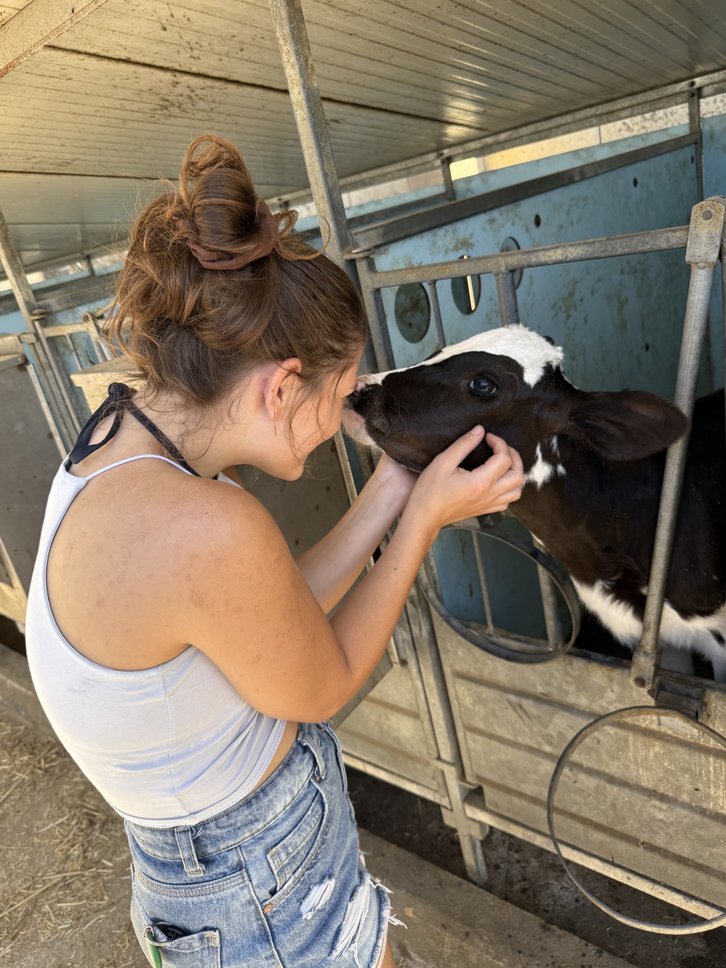 Visitor meeting a calf at a Gozitan farm, one of the unique stops on the Jeep Safari